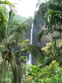 a waterfall surrounded by lush green vegetation and trees