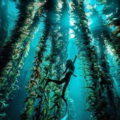 a person in the water surrounded by kelproa plants with sunlight streaming through them