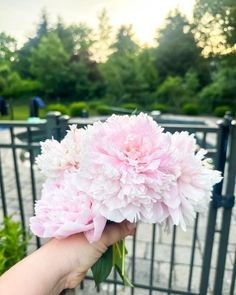 a person holding a pink flower in their hand