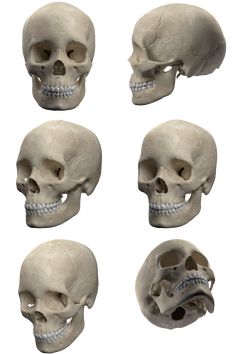 six different views of the same human skull