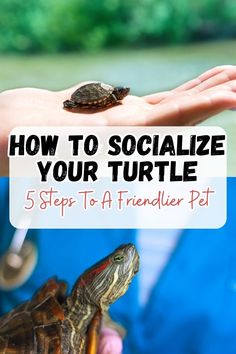 a person holding a turtle in their hand with the text how to socialize your turtle