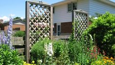 the garden is full of flowers and plants