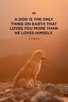 a dog sitting on top of a hill with a quote about the greatest pleasure of a dog is that you may make a fool of yourself