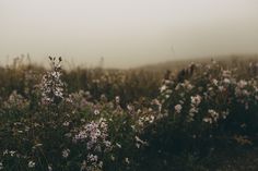 a field full of wildflowers on a foggy day