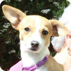 a small brown and white dog wearing a purple collar