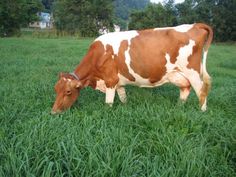 a brown and white cow eating grass in a field