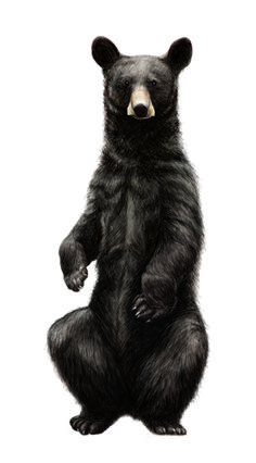 a black bear standing on its hind legs