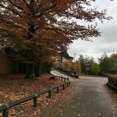 an empty road surrounded by trees with leaves on the ground