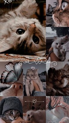 a collage of pictures with cats and butterflies