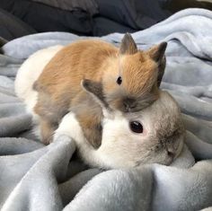 a small brown and white animal laying on top of a blanket