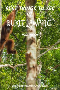 an orangutan hanging from a tree with the words best things to see in burma