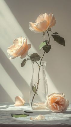 two roses in a vase on a table with sunlight coming through the window behind them