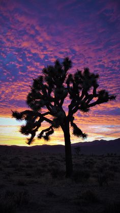 a joshua tree silhouetted against a purple and blue sky at sunset in the desert