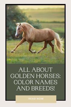 a brown horse running across a field with the words, all about golden horses color names and breeds