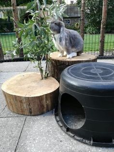 a rabbit sitting on top of a tree stump next to a trash can and potted plant