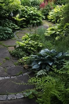 a stone path surrounded by lush green plants