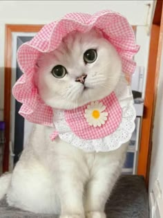 a white cat wearing a pink and white dress with a flower on it's collar