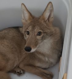 a close up of a dog laying in a bath tub