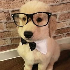 a dog with glasses and a bow tie sitting on the floor next to a brick wall