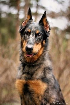 a black and brown dog sitting in the grass looking at the camera with its tongue hanging out