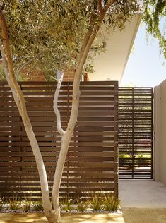 a tree in front of a wooden fence