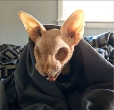 a hairless dog wearing a black coat