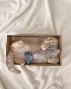 two cats are sleeping in a box on a white bed sheet, one is holding a fish and the other is laying down