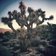 a large cactus tree in the middle of a desert