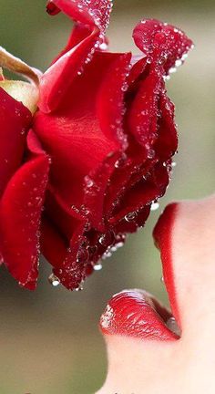 a red rose with water droplets on it