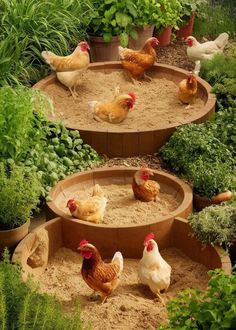 several chickens are walking around in the garden