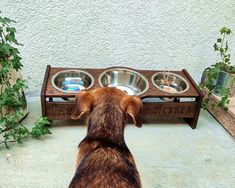 the dog is looking at his food bowls on the elevated table in front of him