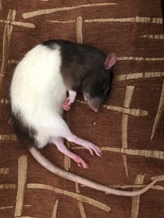 a black and white rat laying on top of a brown carpet next to a mouse