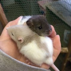 a person holding two baby mice in their hands, one is white and the other is brown