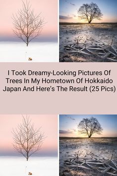 four different pictures with trees in the middle and one tree at the bottom, on top of