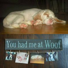 a dog laying on the floor next to a sign that says you had me at woof