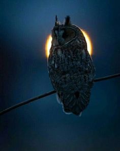 an owl is sitting on a branch with the moon in the background