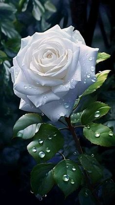 a white rose with water droplets on it