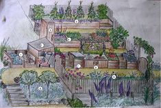 a drawing of a garden with lots of plants