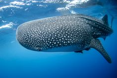 a large whale swimming in the ocean