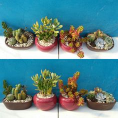 there are many different types of succulents in the pots