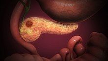 Pancreas - Wikipedia