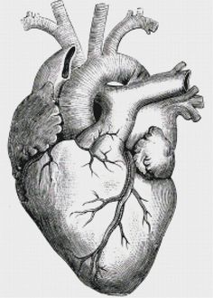 the human heart is shown in this black and white drawing, it looks like an old fashioned