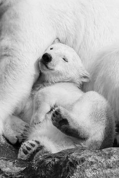 two polar bears cuddle on top of each other