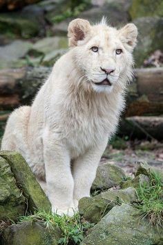 a white lion standing on top of rocks