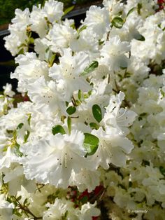 white flowers with green leaves in the foreground