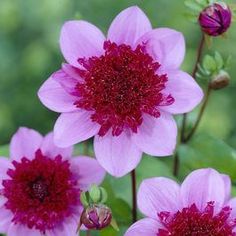 three pink flowers with green leaves in the background