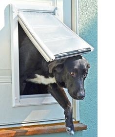 a black and white dog with its head sticking out of a window that is open