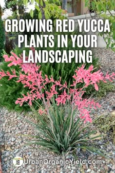 red yucca plants in the garden with text overlay that reads growing red yucca plants in your landscaping