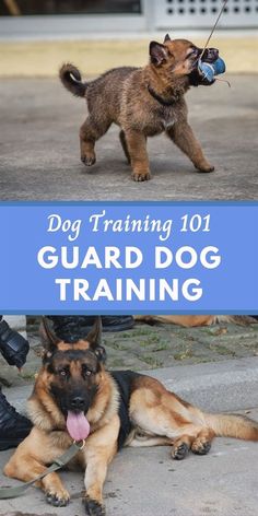 two german shepherd puppies playing with each other and the words dog training 101 guard dog training