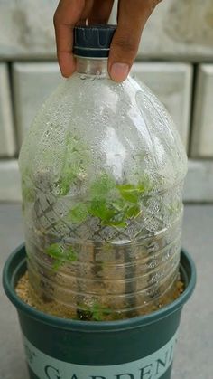 a hand is holding a bottle with plants inside